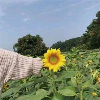 萌将争锋h5游戏下载